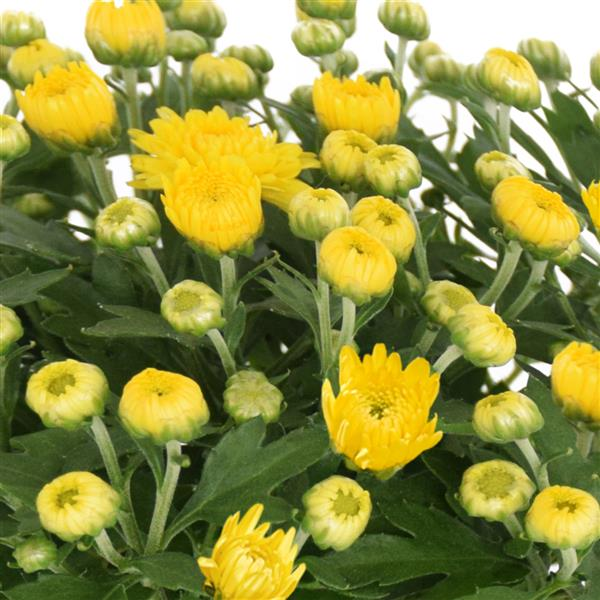 Mum chrysanthemum x morifolium 'Soul Sister Yellow'