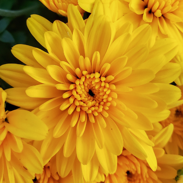 Mum chrysanthemum x morifolium 'Sweet Honey Yellow'