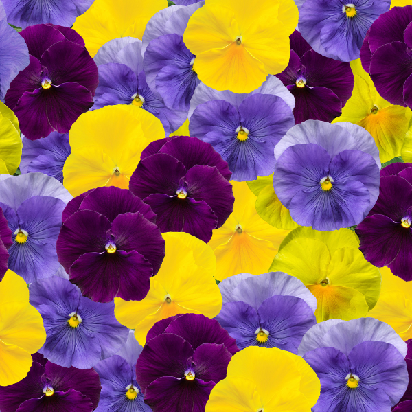 Pansy viola x wittrockiana 'Delta Premium Tricolor Mix'