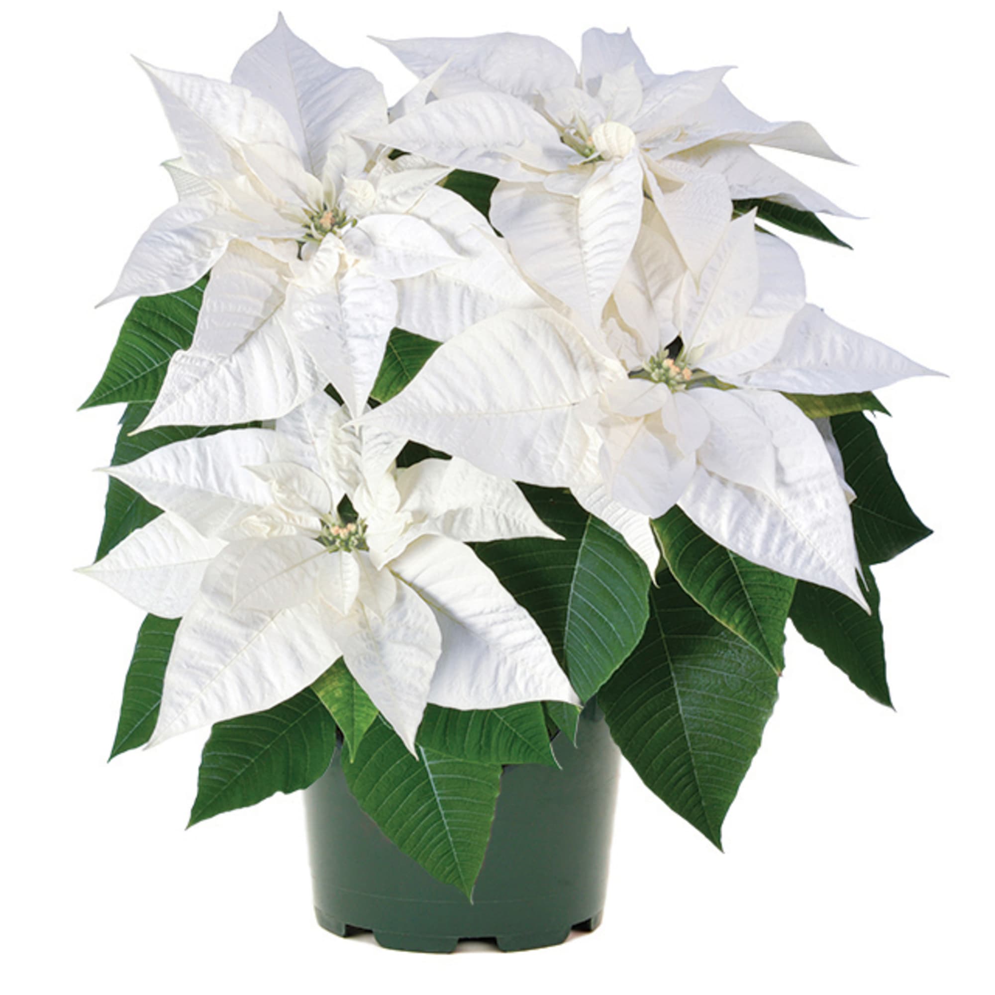 Poinsettia euphorbia pulcherrima 'Biancaneve White'