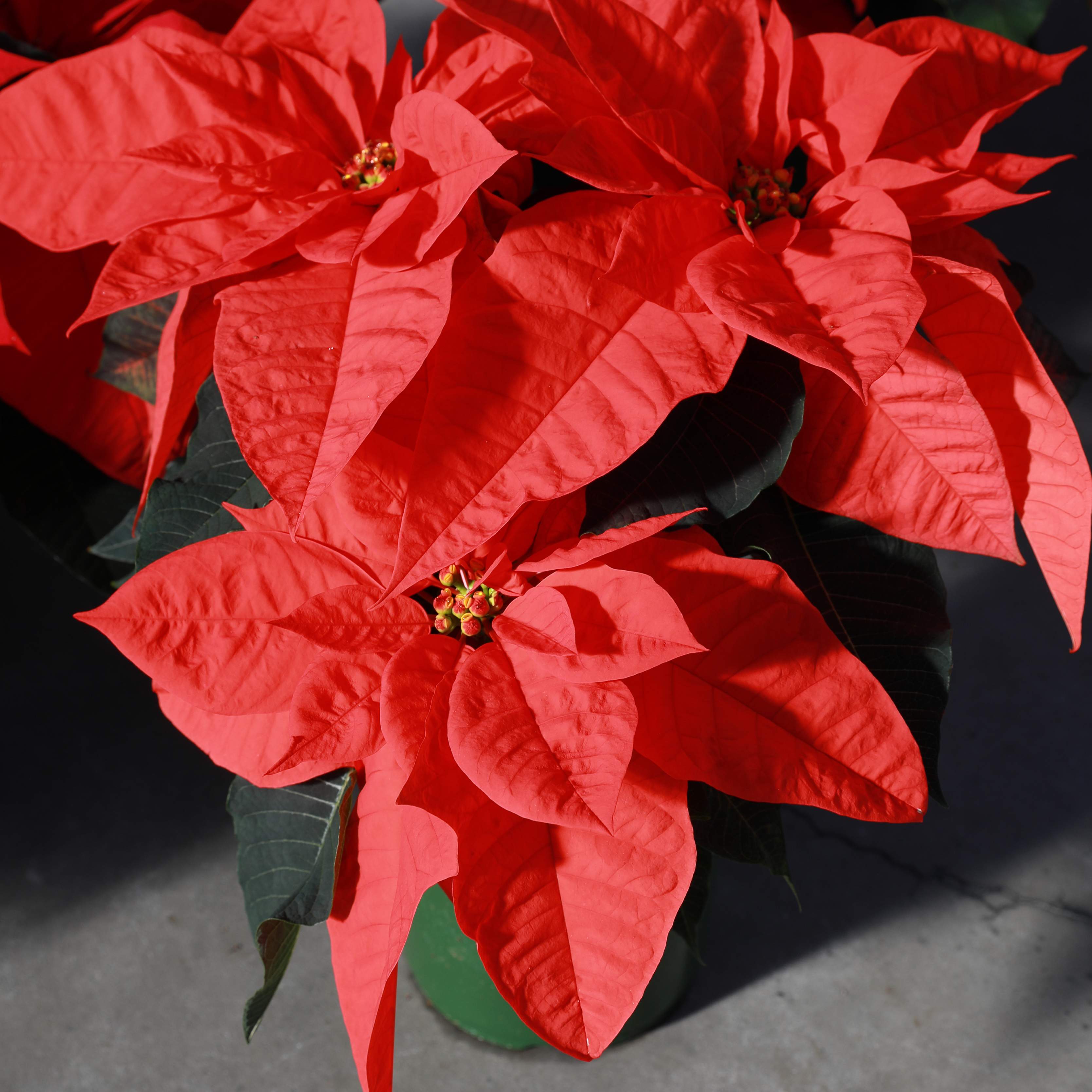 Poinsettia euphorbia pulcherrima 'Orange Glow'