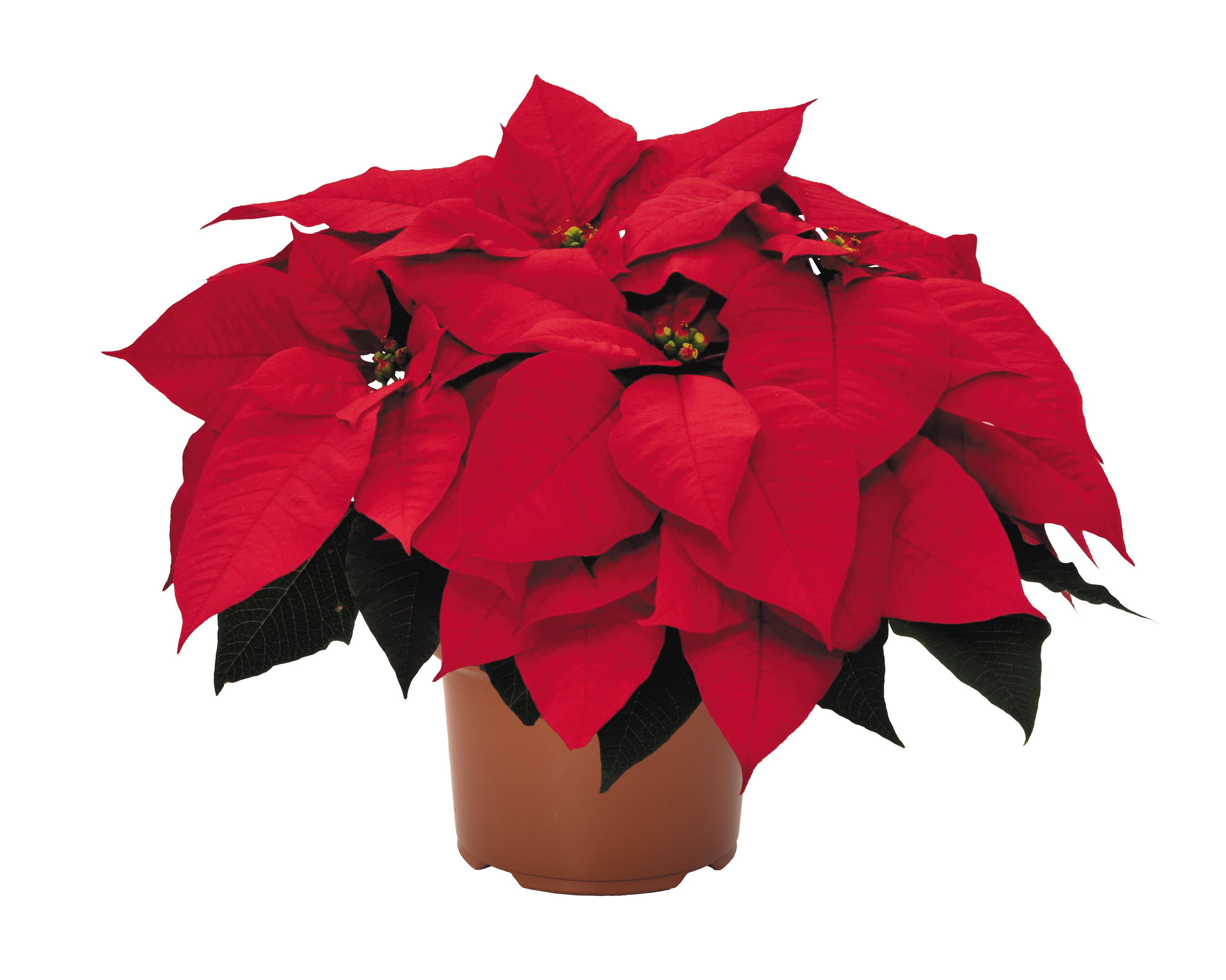 Poinsettia euphorbia pulcherrima 'Premium Red'