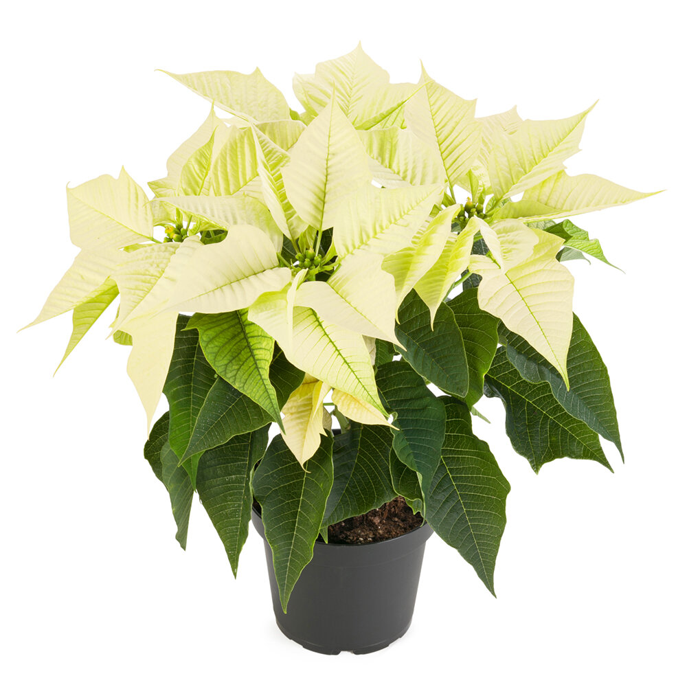 Poinsettia euphorbia pulcherrima 'Virgo White'