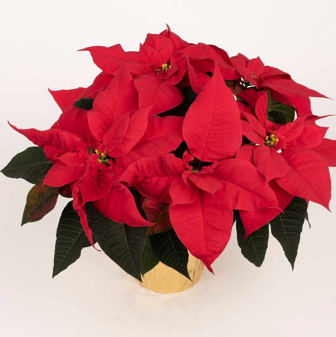 Poinsettia euphorbia pulcherrima 'Toro Red'