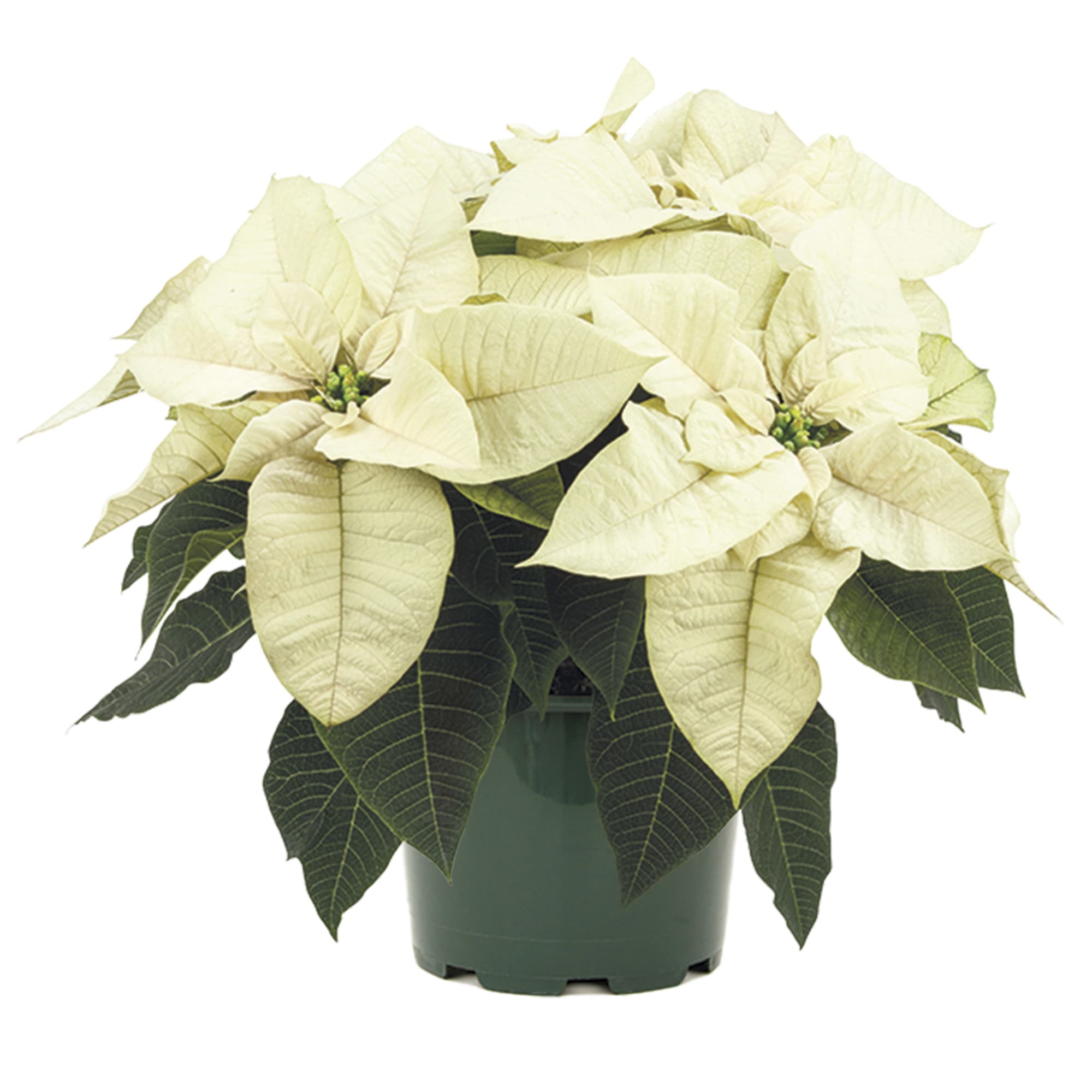 Poinsettia euphorbia pulcherrima 'Superba White'