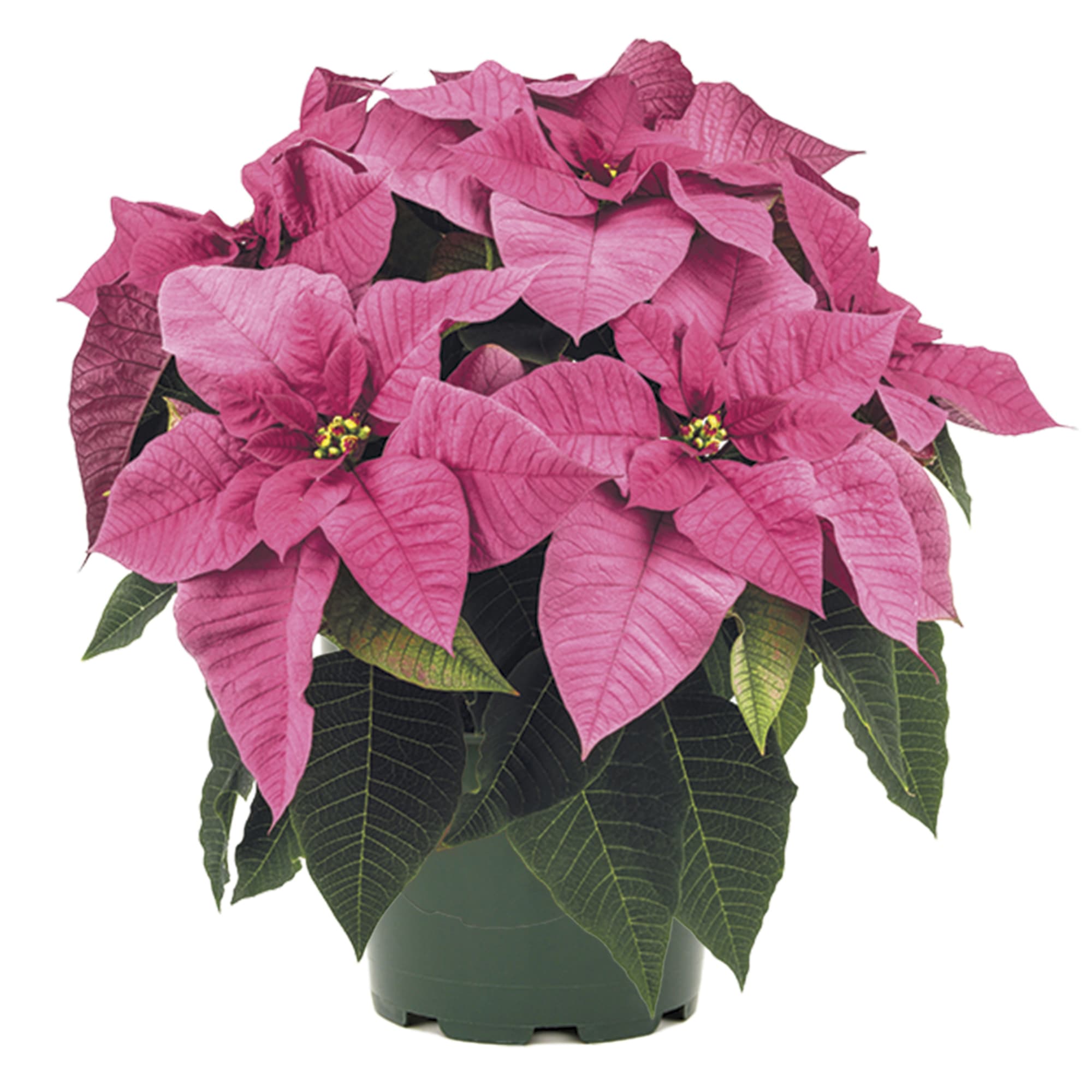 Poinsettia euphorbia pulcherrima 'Superba Pink'