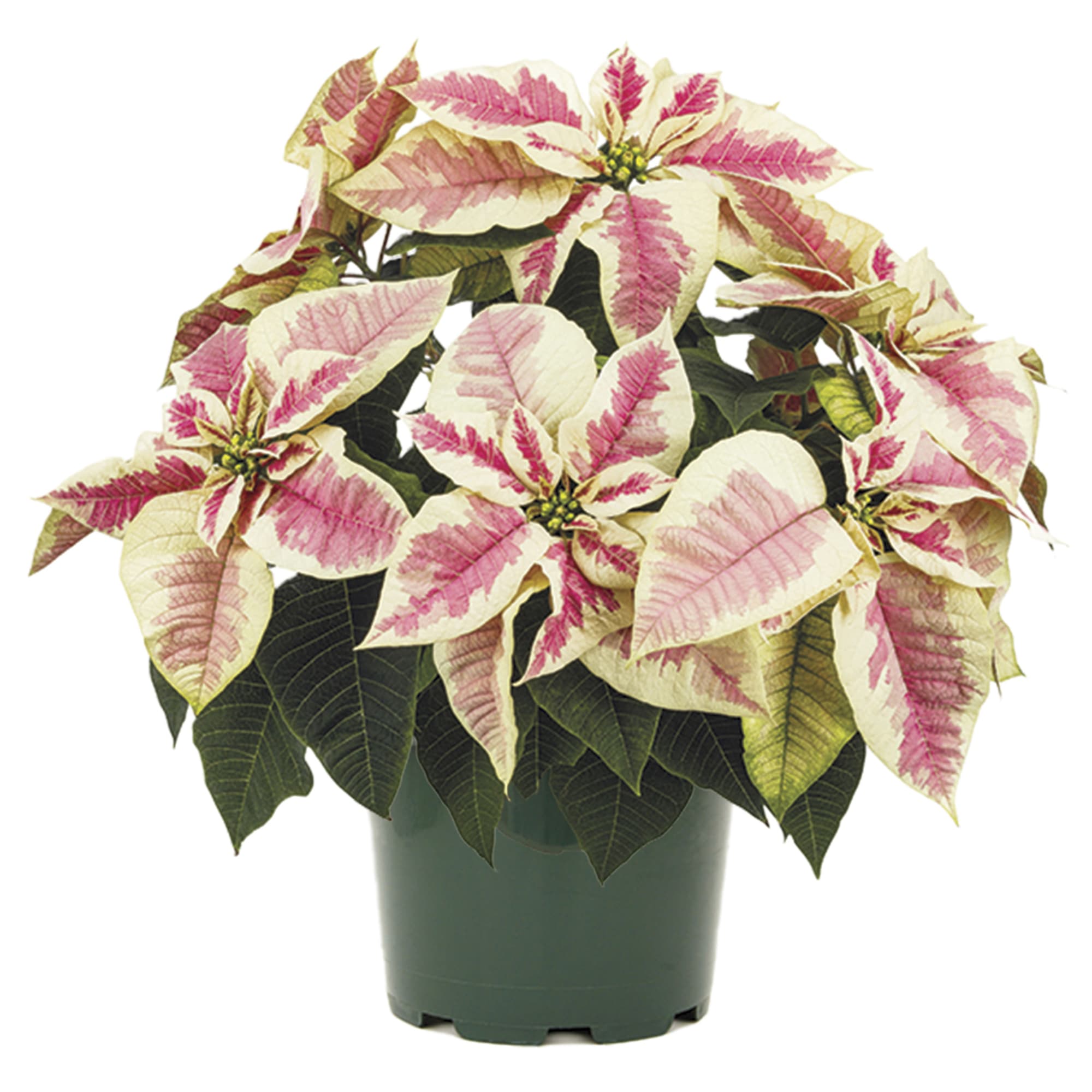 Poinsettia euphorbia pulcherrima 'Superba Marble'