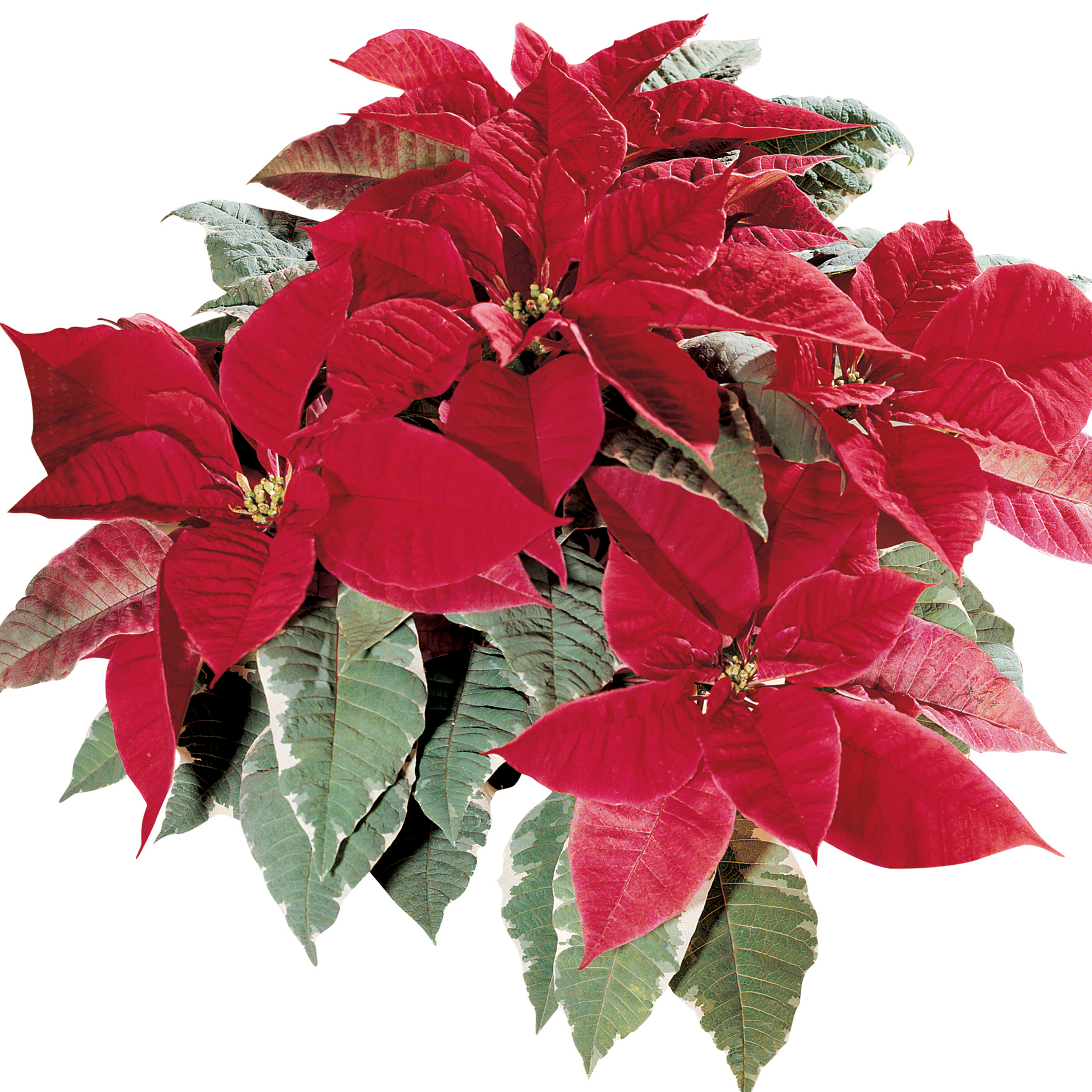 Poinsettia euphorbia pulcherrima 'Sterling Red'