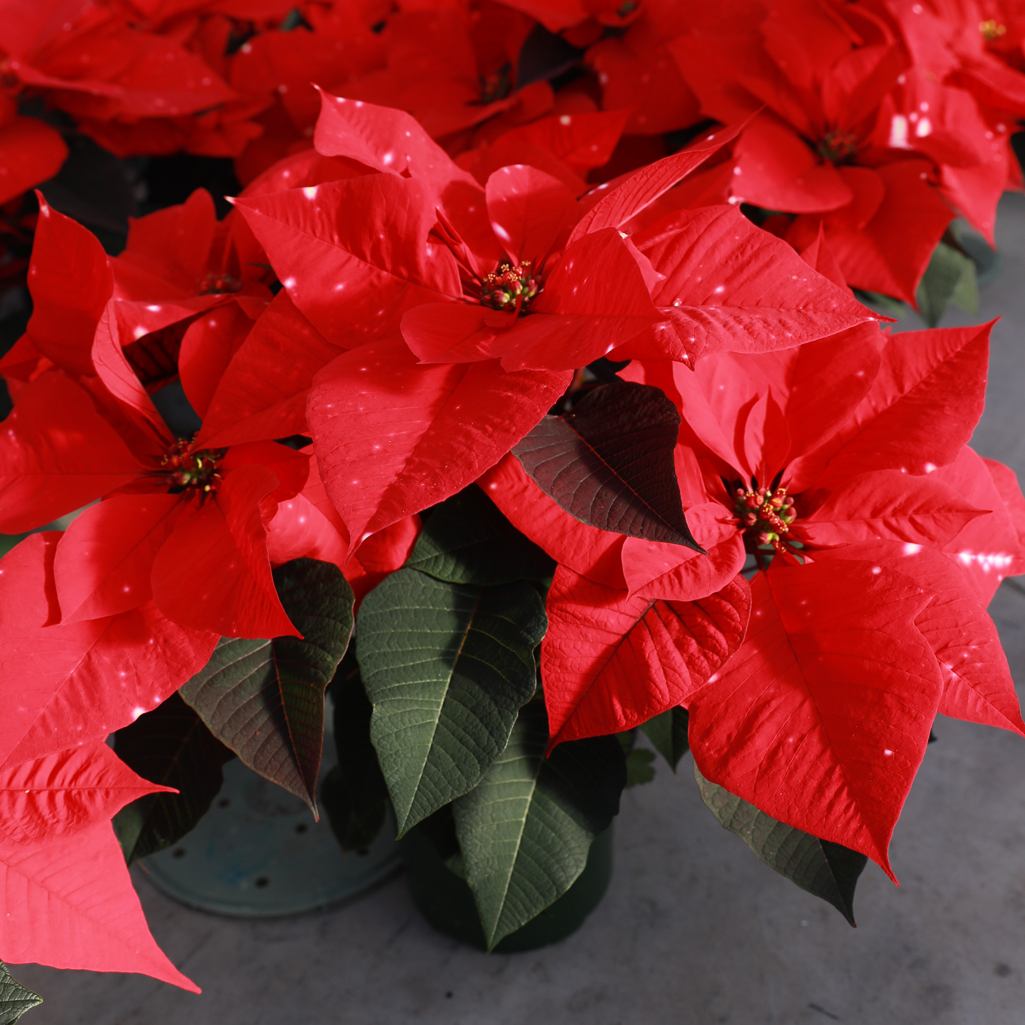 Poinsettia euphorbia pulcherrima 'Sky Star'