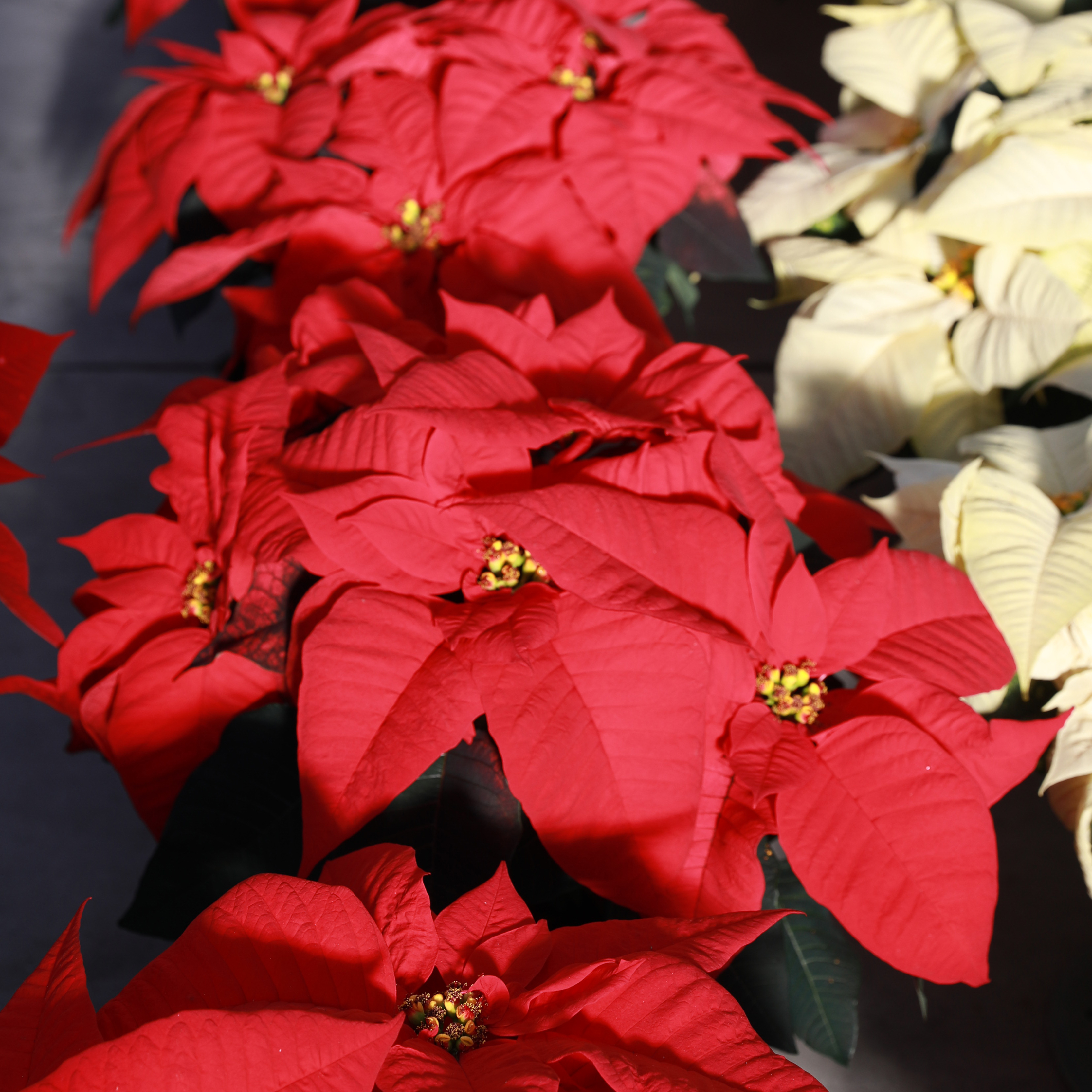 Poinsettia euphorbia pulcherrima 'Early Elegance Red (SK 158)'