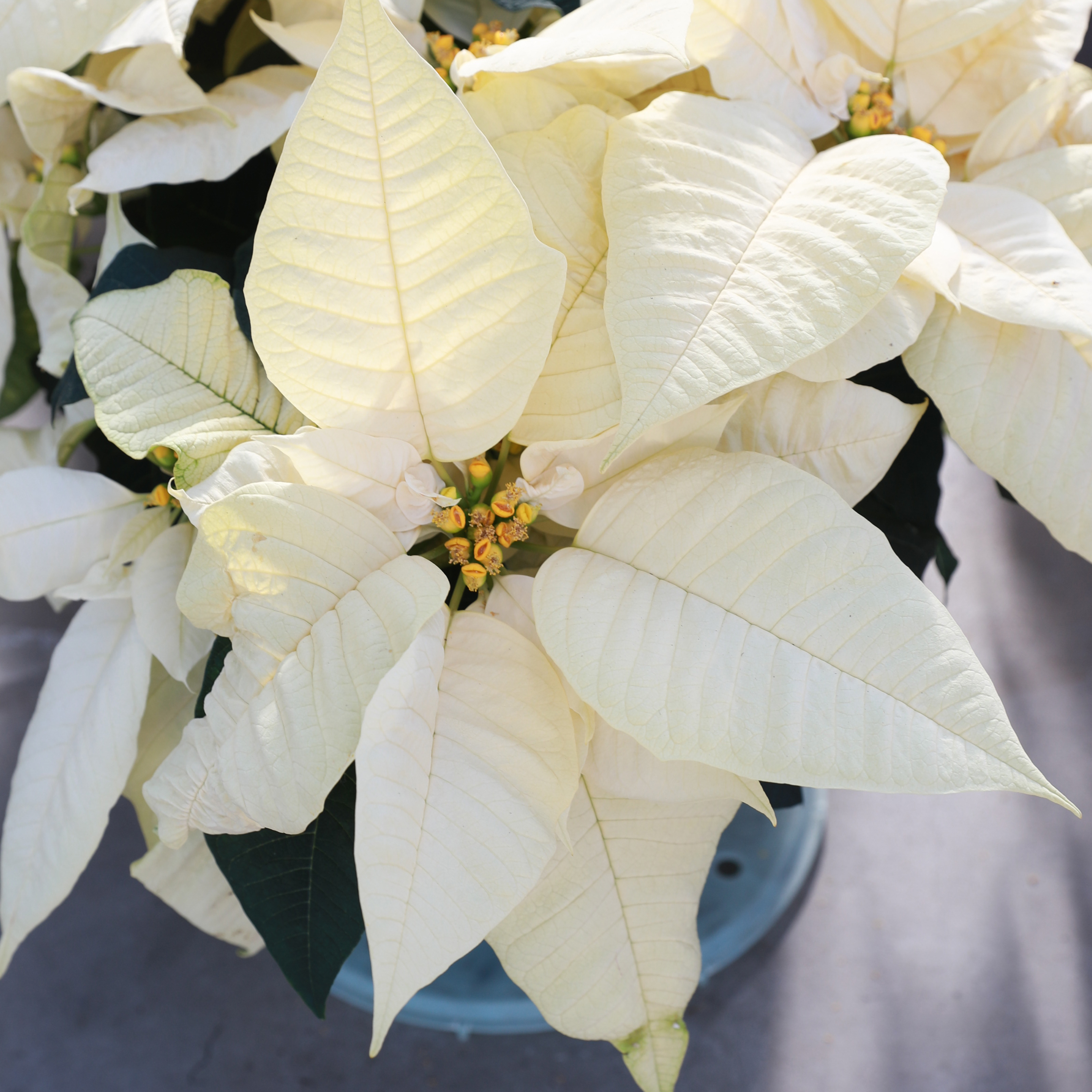 Poinsettia euphorbia pulcherrima 'Early Elegance White (SK 158)'