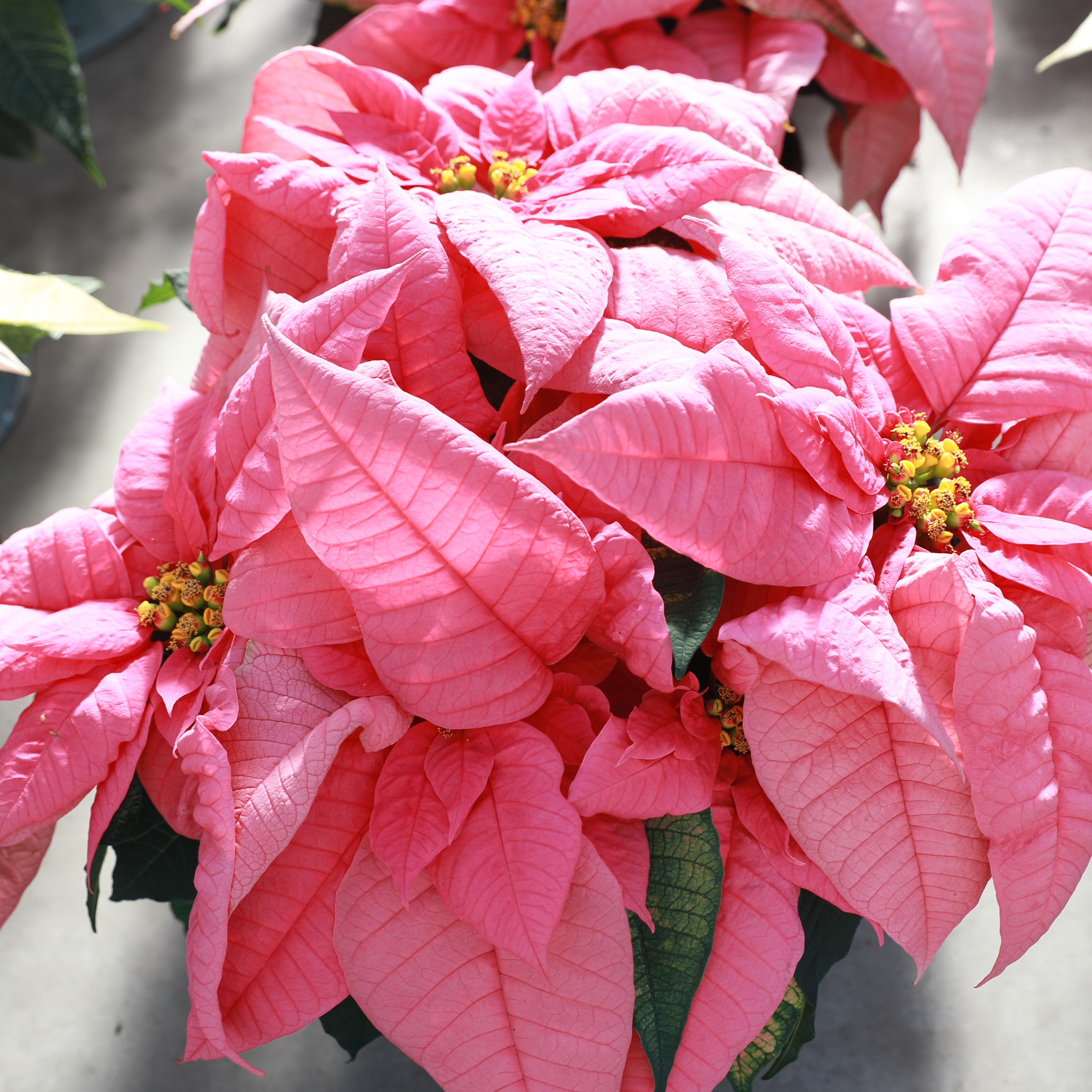 Poinsettia euphorbia pulcherrima 'Early Elegance Pink (SK 158)'