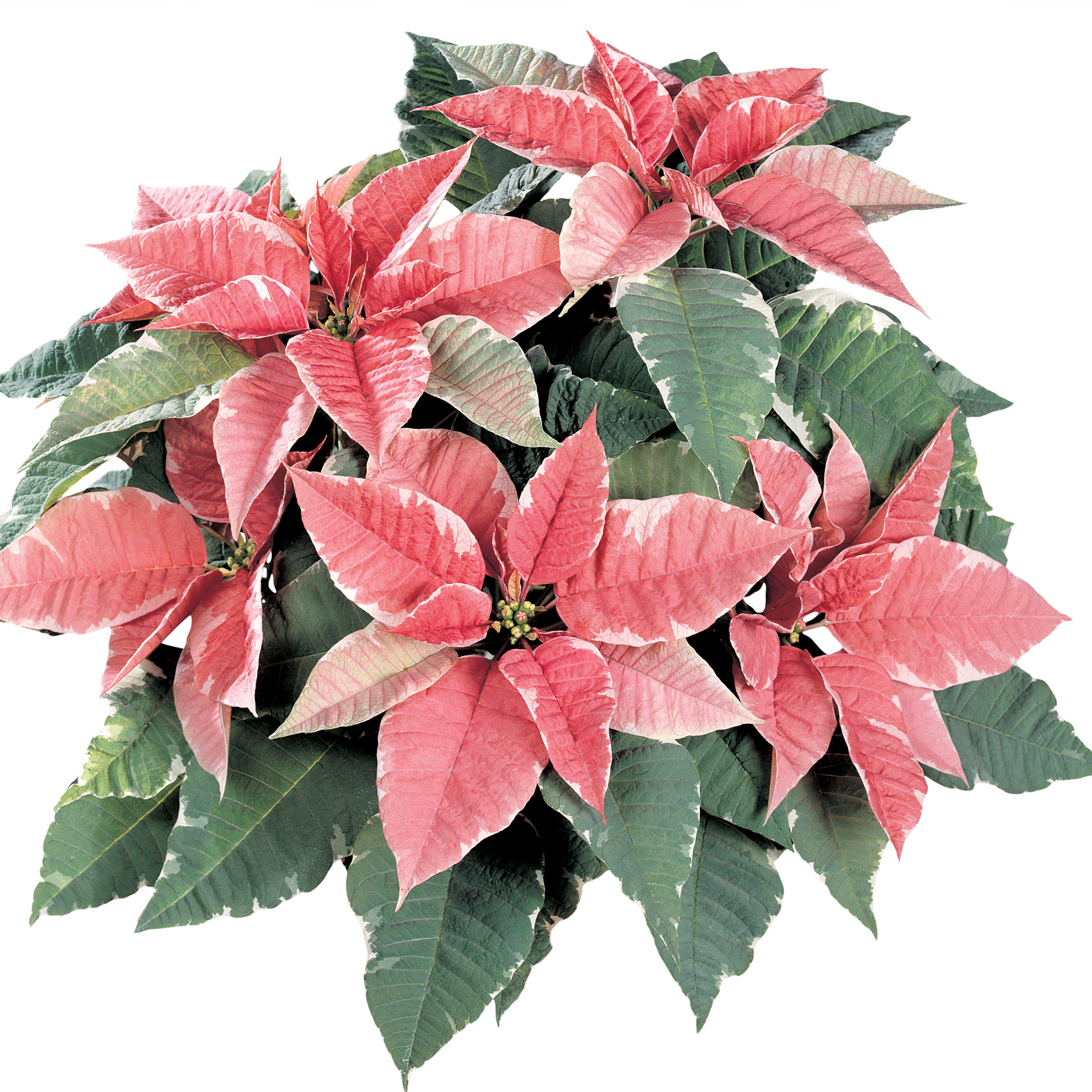 Poinsettia euphorbia pulcherrima 'Sterling Marble'