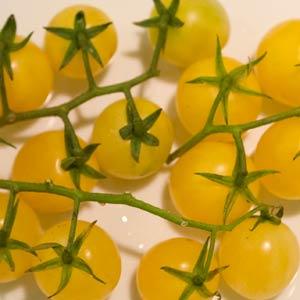 Tomato 'Lemon Cherry'