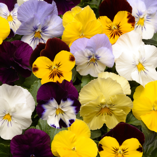 Pansy Viola x wittrockiana 'Cool Wave Mix'