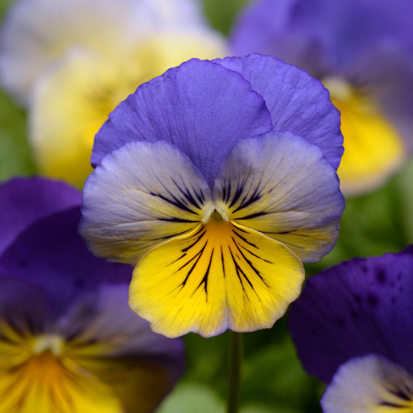 Pansy Viola x wittrockiana 'Cool Wave Morpho'