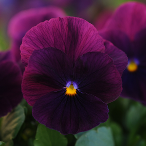 Pansy Viola x wittrockiana 'Cool Wave Purple'