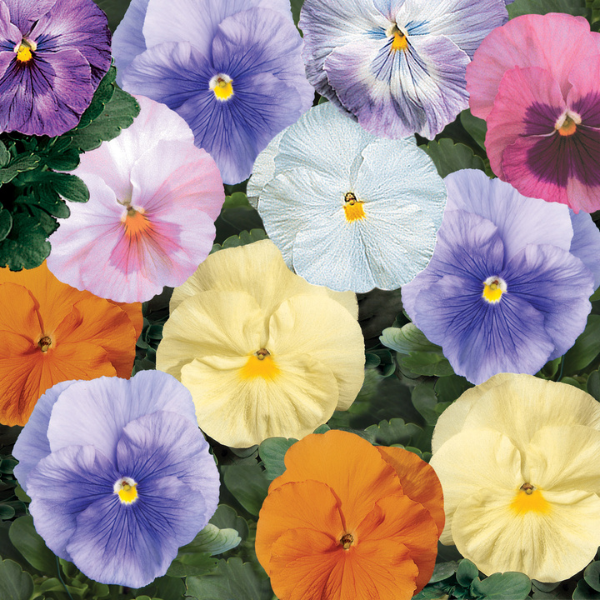 Pansy viola x wittrockiana 'Delta Classic Watercolors Mix'