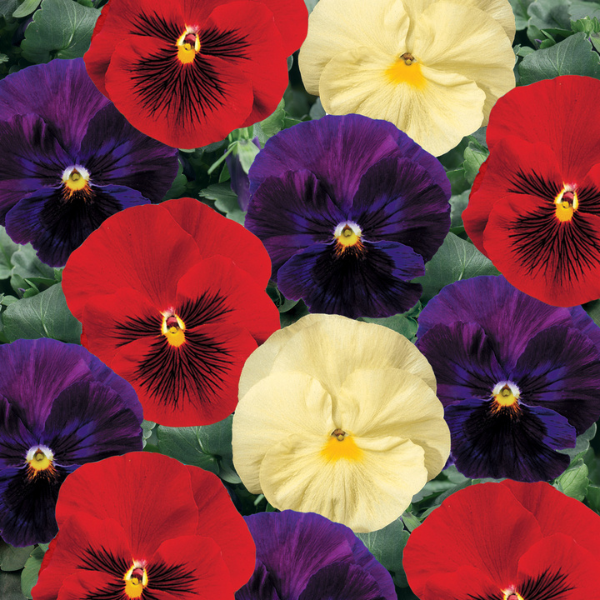 Pansy viola x wittrockiana 'Delta Wine and Cheese Mix'