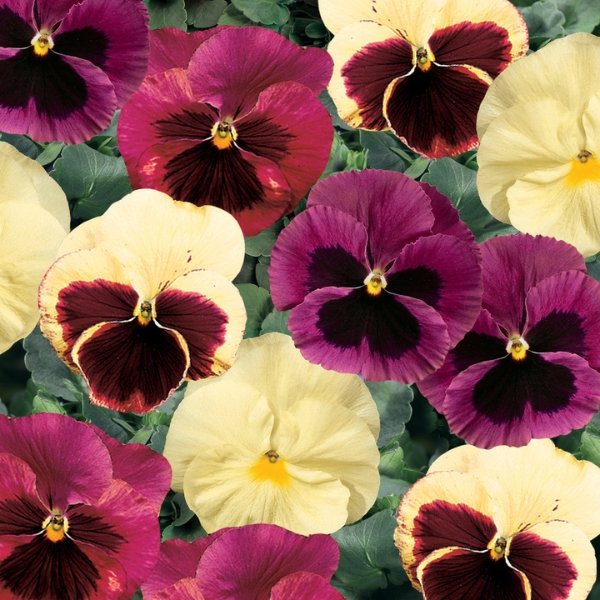 Pansy viola x wittrockiana 'Delta Classic Apple Cider Mix'