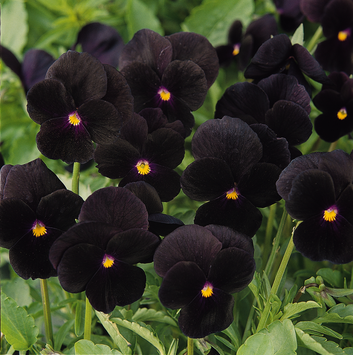 Viola cornuta 'Sorbet Black Delight'