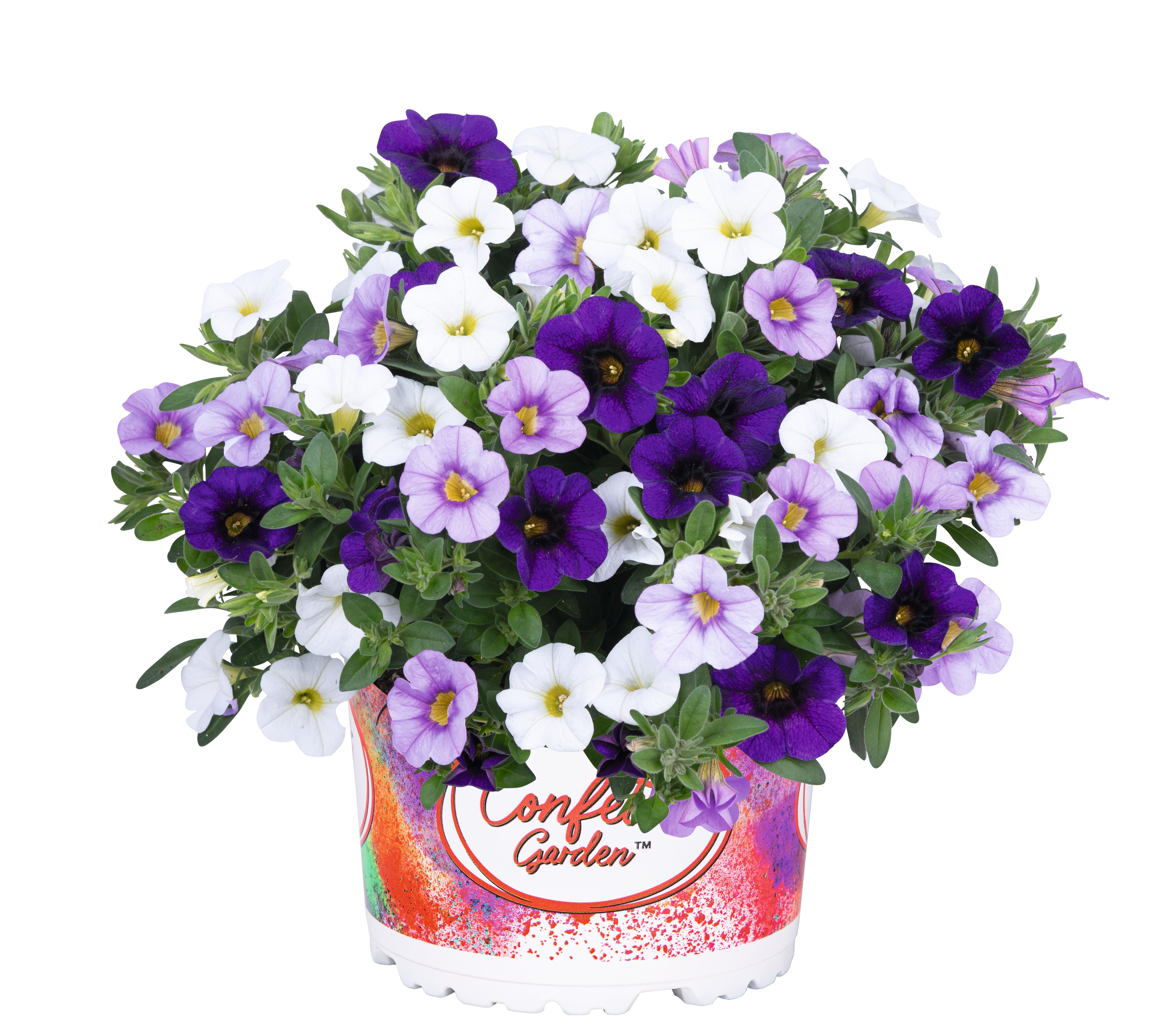 Confetti Garden 'Hawaiian Sailaway'