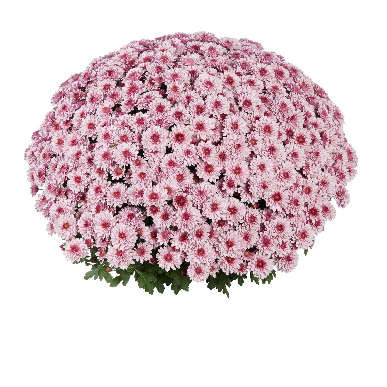 Mum chrysanthemum x morifolium 'Banquet Pink Bicolor'