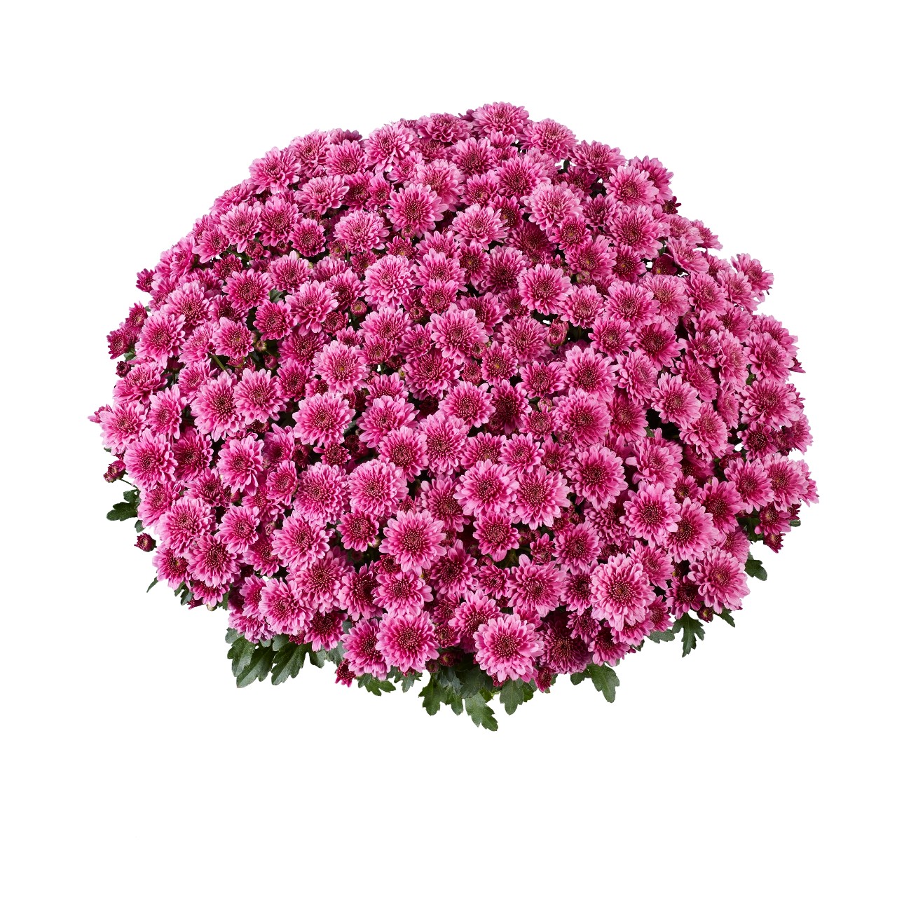 Mum chrysanthemum x morifolium 'Banquet Purple'