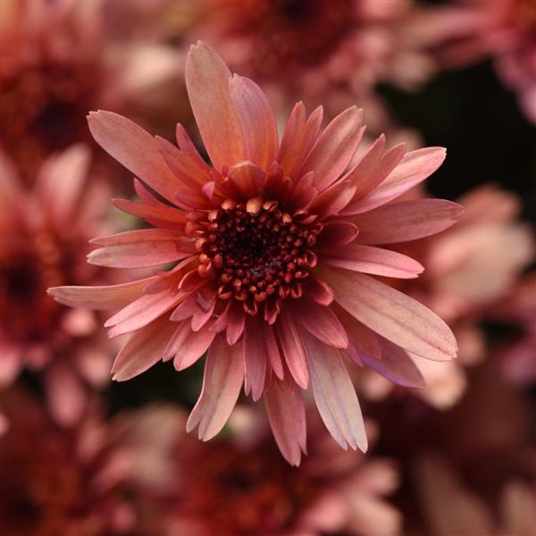 Mum chrysanthemum x morifolium 'Carousel Blushing Salmon'