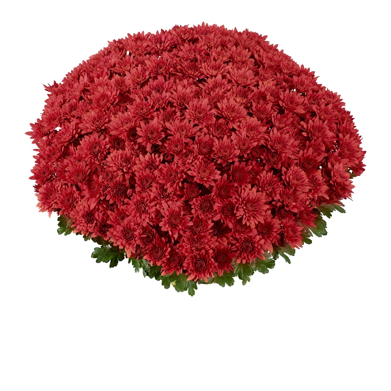 Mum chrysanthemum x morifolium 'Homerun Scarlet'