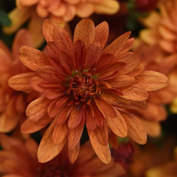 Mum chrysanthemum x morifolium 'Kickin' Spicy Orange'