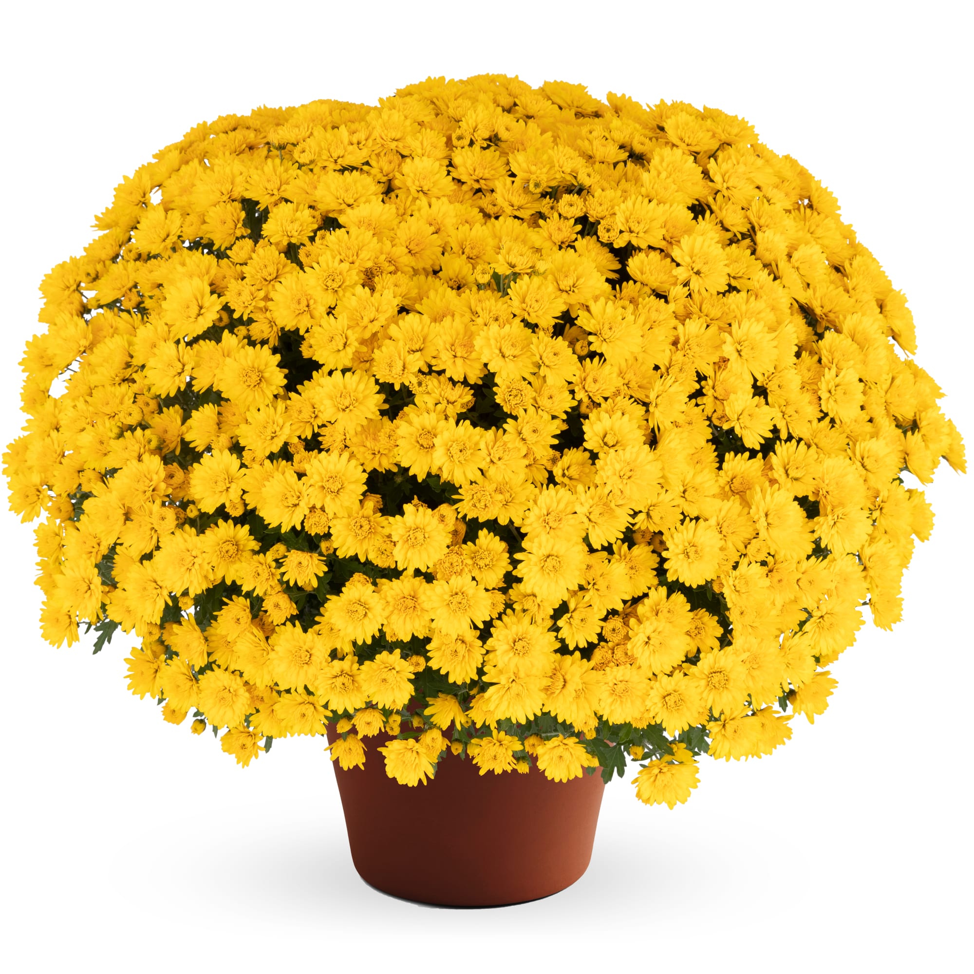 Mum chrysanthemum x morifolium 'Jane Yellow'