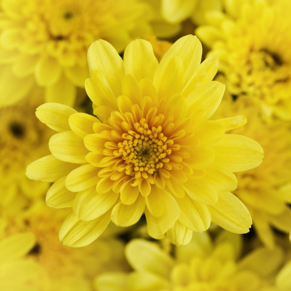 Mum chrysanthemum x morifolium 'Milkshake Banana Yellow'