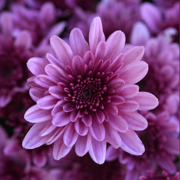 Mum chrysanthemum x morifolium 'Milkshake Berry Pink'