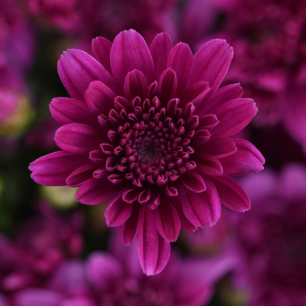 Mum chrysanthemum x morifolium 'Milkshake Cherry Purple'