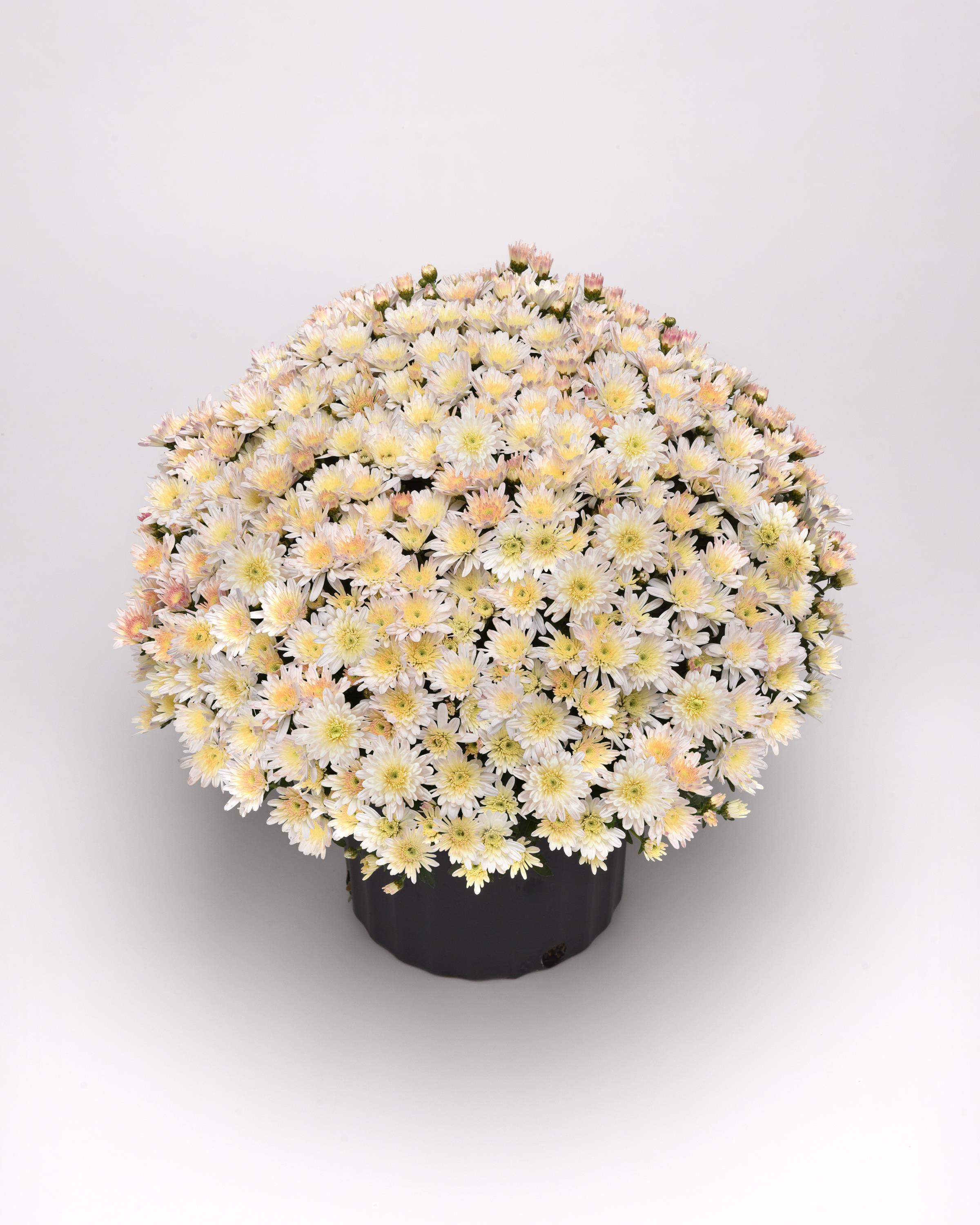 Mum chrysanthemum x morifolium 'Milkshake Coconut White'