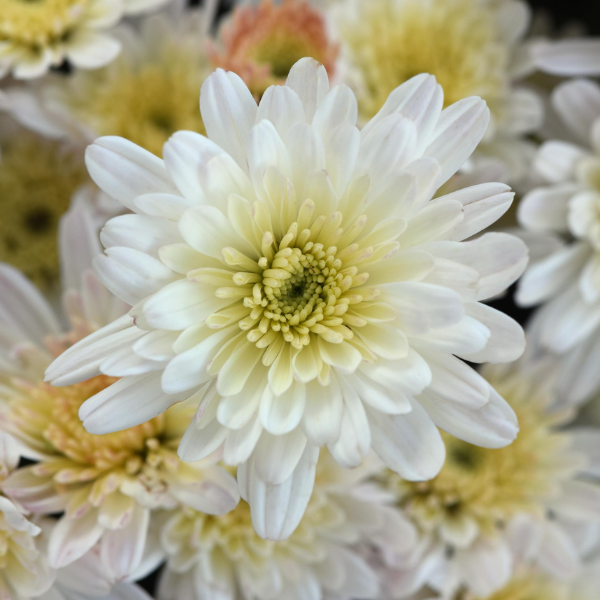 Mum chrysanthemum x morifolium 'Milkshake Coconut White'