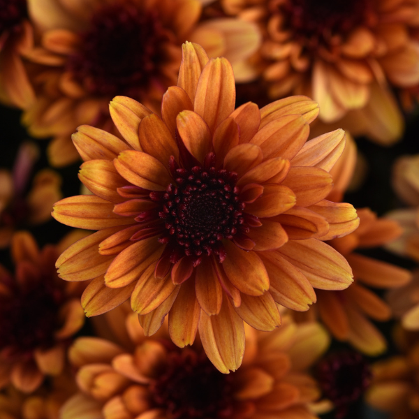 Mum chrysanthemum x morifolium 'Milkshake Kiwi Bronze'