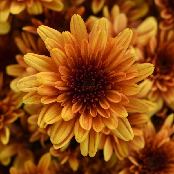 Mum chrysanthemum x morifolium 'Milkshake Papaya Orange'