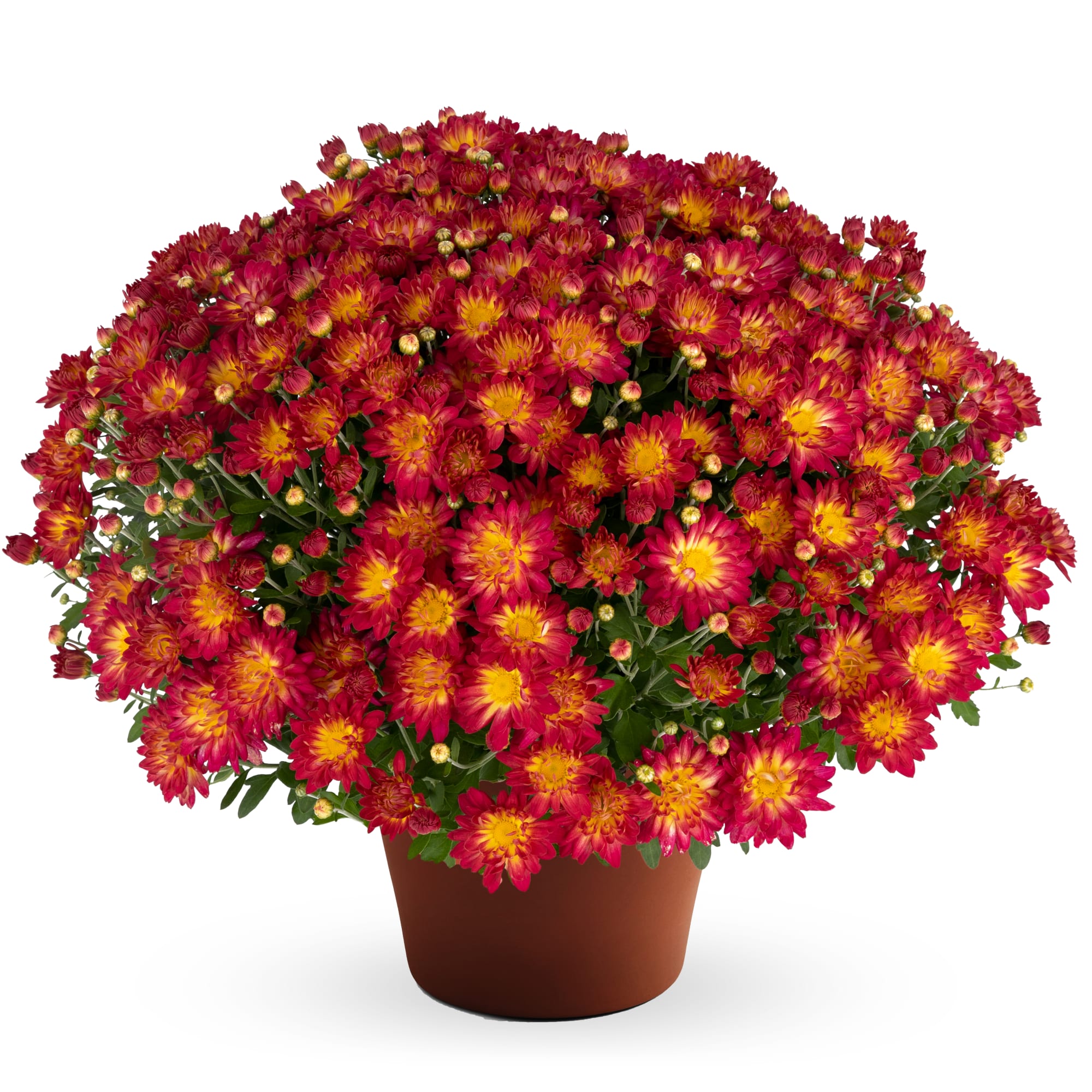 Mum chrysanthemum x morifolium 'Summer Sunset'