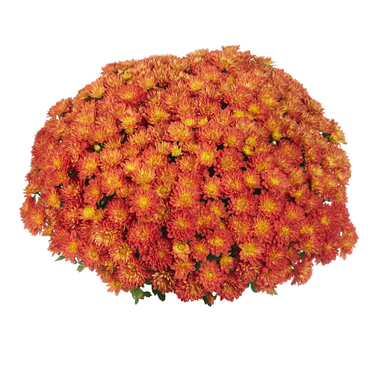 Mum chrysanthemum x morifolium 'Sunblaze Flame'