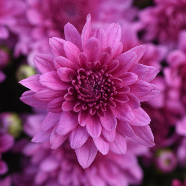 Mum chrysanthemum x morifolium 'Tribeca Dark Pink'