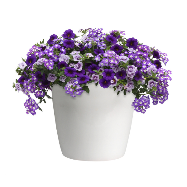 Trixi® 'Purple Lace'