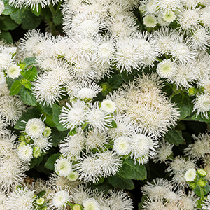 Ageratum houstonianum 'Artist Pearl'