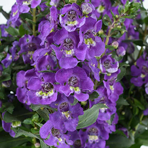 Angelonia 'Alonia Dark Lavender'