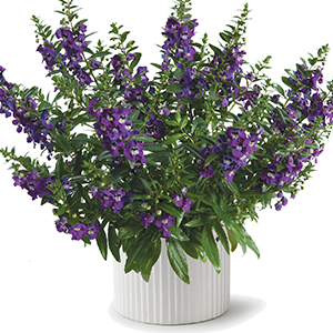 Angelonia 'Alonia Big Blue'