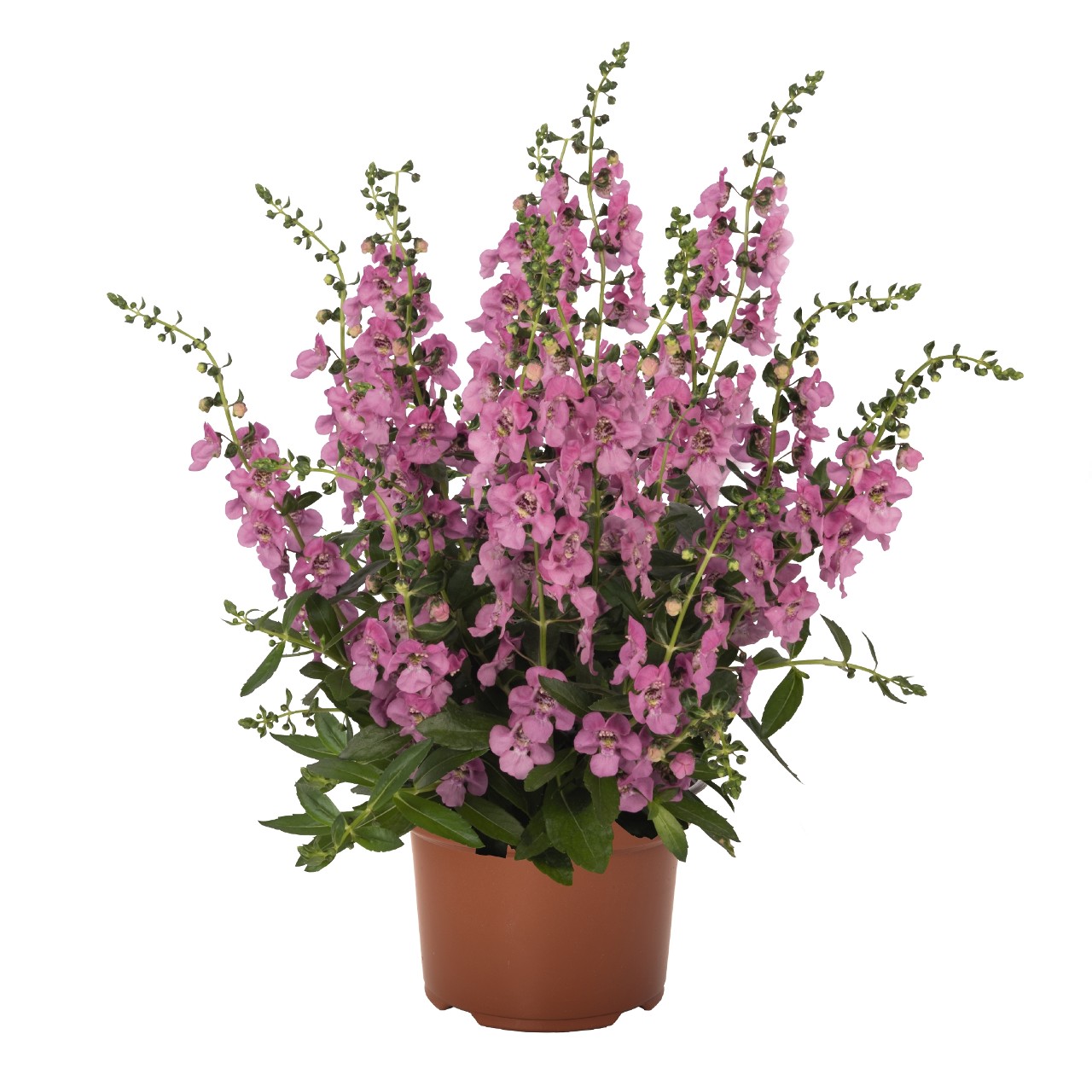 Angelonia augustifolia 'Aria Alta Pink'