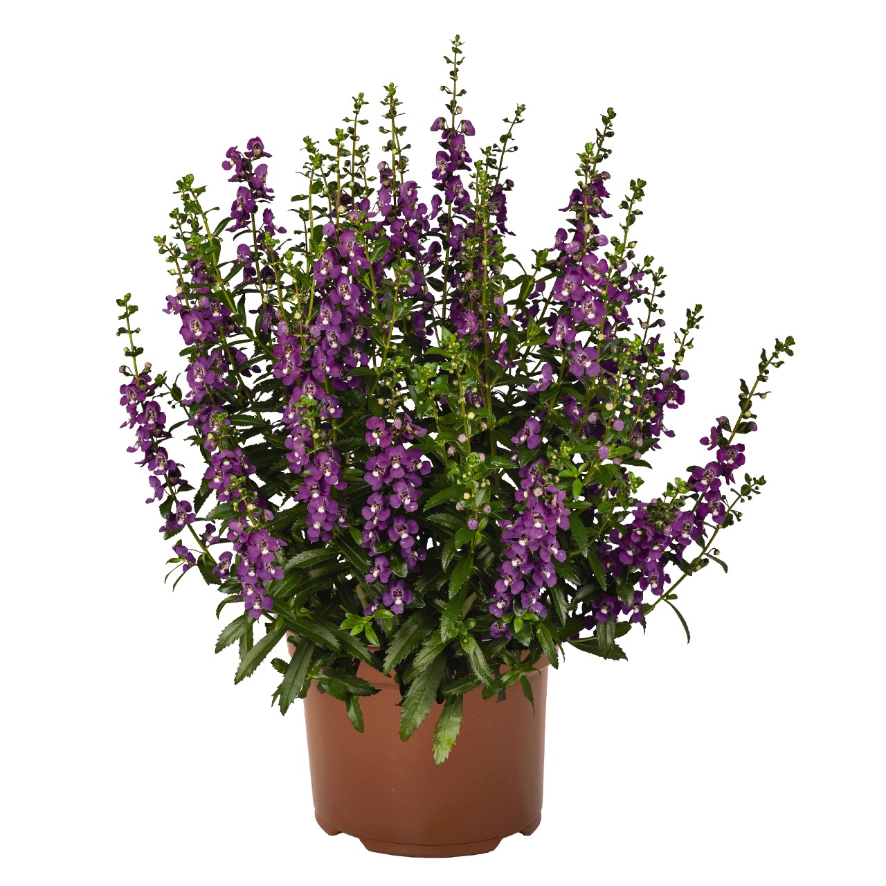 Angelonia augustifolia 'Aria Alta Purple'