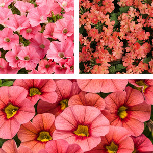 Spring Combo 'Combo #43'