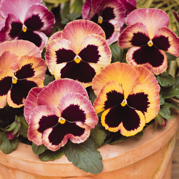 Pansy viola x wittrockiana 'Matrix Sunrise'